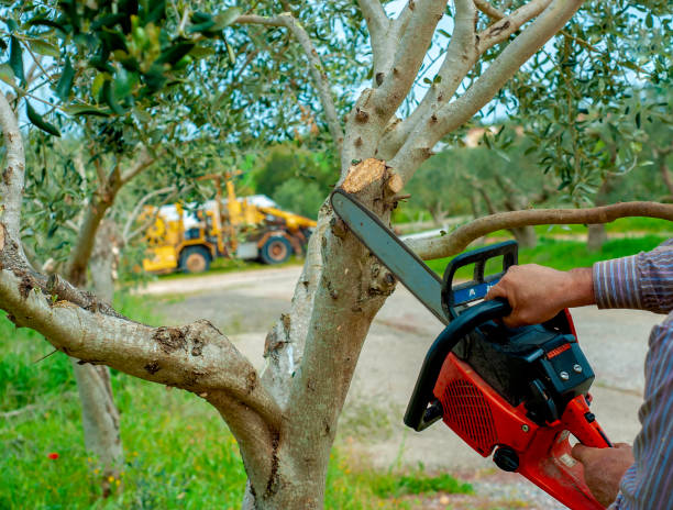 Best Tree Branch Trimming  in Estero, FL